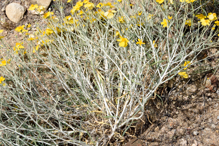 Whitestem Paperflower stems have felt-like wool pubescence known as “tomentose” as shown in the photo. Psilostrophe cooperi